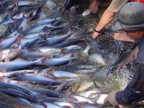 Tra fish exports to Russia pick up